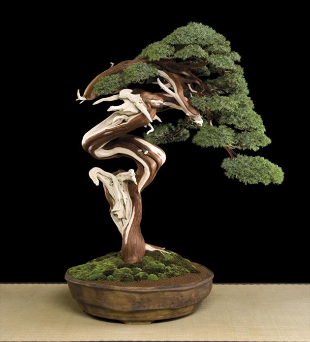 Bonsai, cay canh nghe thuat, cây cảnh nghệ thuật, cay the, cây thế, triển lãm bonsai, trien lam bonsai, triển lãm cây thế, trien lam cay the